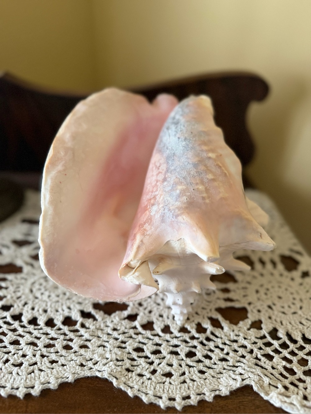 Large Pink Queen Conch Shell Beach Coastal Nautical Ocean Decor